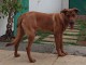  Donne chien crois&eacute; Rhodesian-Ridgeback
