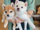 Shiba Inu puppies for sale