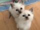 A donner tr&egrave;s beau chatons de race Sacr&eacute; de Birmanie 