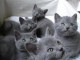 Chatons Type chartreux m&acirc;le et femelle d