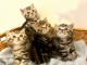 Adorable chatons British Shorthair