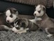 5 chiots Husky Sib&eacute;rien reste adonner