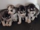 chiots Husky Sib&eacute;rien reste adonner