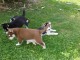 magnifique chiot husky disponible 