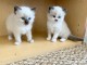 Magnifique chaton Ragdoll 