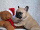 Adorable bouledogue fran&ccedil;ais