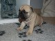 Adorable bouledogue fran&ccedil;ais