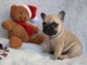 Adorable bouledogue fran&ccedil;ais