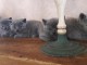 Jolie portees chatons chartreux pour no&euml;l