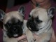 chiots type bouledogue fran&ccedil;ais