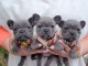 Superbes Chiots type Bouledogue Fran&ccedil;ais