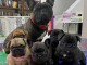 Superbes Chiots type Bouledogue Fran&ccedil;ais