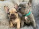 Superbes Chiots type Bouledogue Fran&ccedil;ais