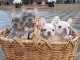 Superbes Chiots type Bouledogue Fran&ccedil;ais