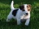 Pour Noel un Adorable chiot Jack russel &agrave; donner 