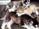 Magnifique chiots husky sib&eacute;rien disponible. 