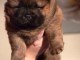 Magnifique Chiots chowchow a donner