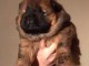 Magnifique Chiots chowchow a donner 