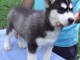 Chiot husky de race &agrave; donner 