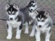 disponible de suite bb Husky de Sib&eacute;rie.