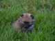 A DONNER Jolie chiot Spitz Allemand Femelle Naine 