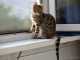 Magnifique chaton Bengale
