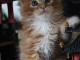 Magnifique chaton main coon &agrave; donner