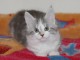 Magnifique chaton main coon &agrave; donner