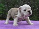 Pour Noel adorable chiot Bulldog Anglais &agrave; donner 