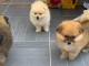 Deux chiots spitz nain m&acirc;le et femelle a donner