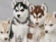 Magnifique chiots Husky Sib&eacute;rien LOF