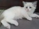 Chatond Ragdoll pour adoption