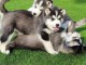 Magnifique Chiots Husky Sib&eacute;rien disponible de suite