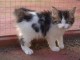 Magnifique chaton main coon &agrave; donner