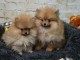 Chiots Spitz Nain &agrave; disponible 