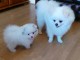 Chiots Spitz Nain &agrave; donner
