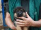 Pour No&euml;l MIGNON Chiot type Berger allemand femelle &agrave; donner