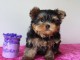 Pour No&euml;l Chiot type mini yorkshire a c&eacute;der