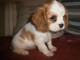 Pour No&euml;l Chiot Cavalier King Charles femelle &agrave; donner