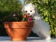 Pour No&euml;l Chiot type bichon maltais Femelle