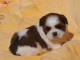 &Agrave; donner Pour No&euml;l Chiot type SHIH TZU femelle