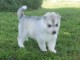 Pour No&euml;l Adorable Chiot Husky de siberien femelle &agrave; donner