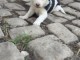 Magnifique chiot &eacute;pagneul non lof a donner