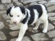 Magnifique chiot &eacute;pagneul non lof a donner