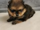  Chiot spitz nain non lof a donner
