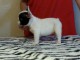 Chiot femelle bouledogue fran&ccedil;ais a donner