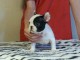 Chiot femelle bouledogue fran&ccedil;ais a donner