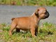 Jolie chiot bouledogue fran&ccedil;ais a donner