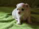 Splendide b&eacute;b&eacute; chihuahua male a donner