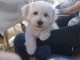 Chiot bichon maltais m&acirc;le 